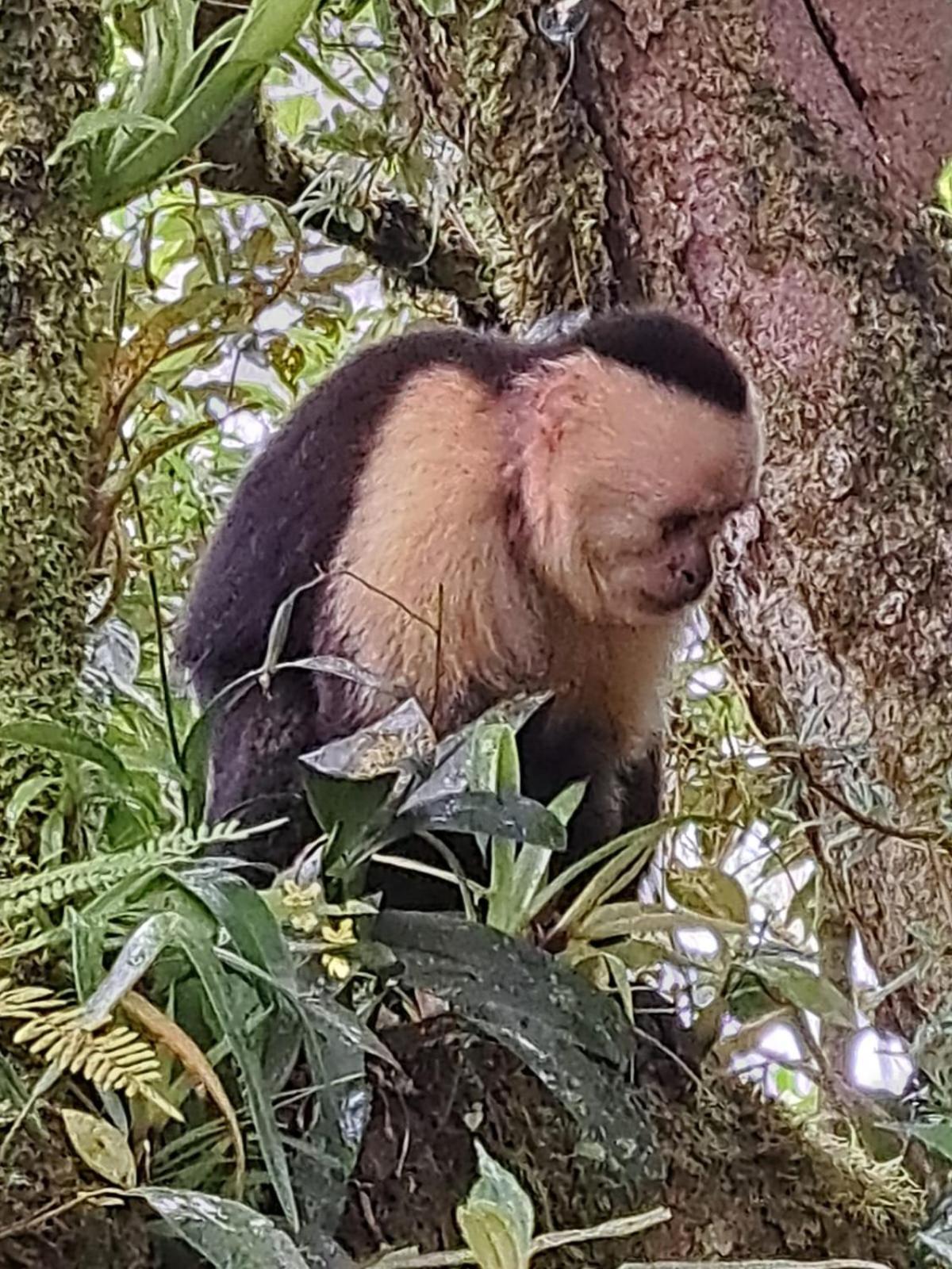 Monteverde Casa Mia, Near Main Attractions And Town! Kültér fotó